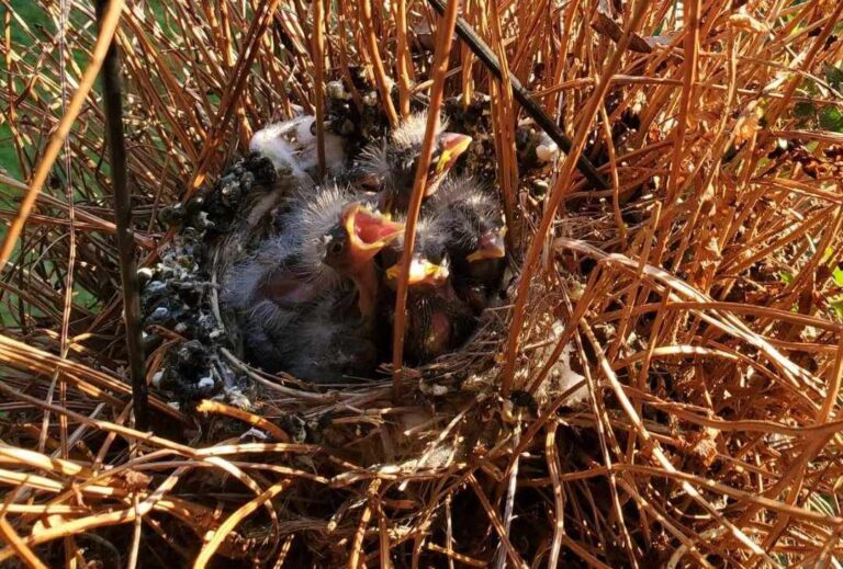 Dead Ferns and Little Birds